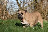 BULLDOG ANGLAIS 140